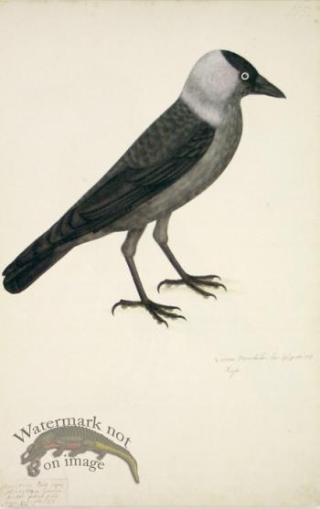 155 Swedish Birds . Corvus Monedula.Jackdaw